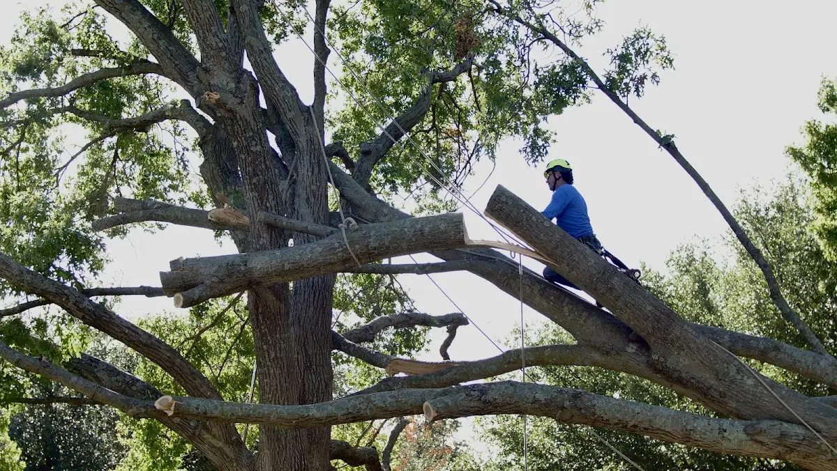 Professional Hazardous Tree Removal performed by certified arborists in Cable