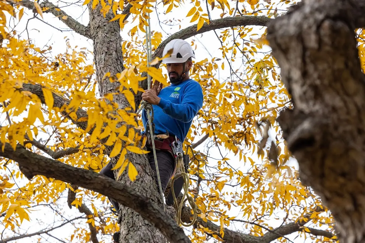 Skilled Storm Damage Cleanup crew working in Cable